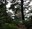 Cape Flattery through the trees