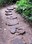 Cape Flattery trail