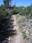 Cone Peak lookout trail