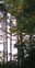 Cougar Mountain trees