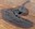 Cumberland tree ring log