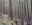 Dingford Creek to Snow Lake Trail