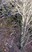 Dirty Harrys Balcony tree