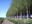 Eastern Washington trees