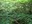 Federation Forest