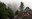 Goat Peak tree
