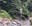 Google zoom tree