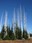 Grand Park trees
