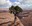 Grand View tree