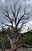 Harpers Corner tree