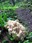 Huckleberry Creek cauliflower