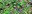 Huckleberry Creek plants