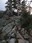 Huckleberry Creek trail