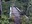 Huckleberry Creek trail bridge