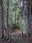 In A Glade