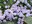 Kendall Katwalk flowers