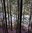 Middle Fork Snoqualmie trees