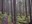 Middle Fork Snoqualmie trees