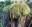 Mossy Mop Top
