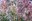Mt Baker plant pattern