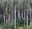 Naches Pass road trees