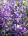 Nisqually flowers