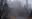 Northern Calif foggy burnt trees