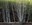 Olympic trees