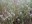 Orting grass