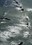 Pacific rocks