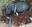 Rattlesnake Mountain pig