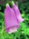 Riverbend flower