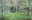 Riverbend trees and grass