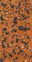 Saddle Mt lichen