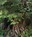 Shrouded stump