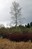 Soos Creek