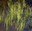 Soos Creek pattern