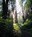 South Tiger Mountain trail