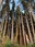 Tillamook Head trees