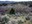 Utah trees