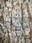bark pattern