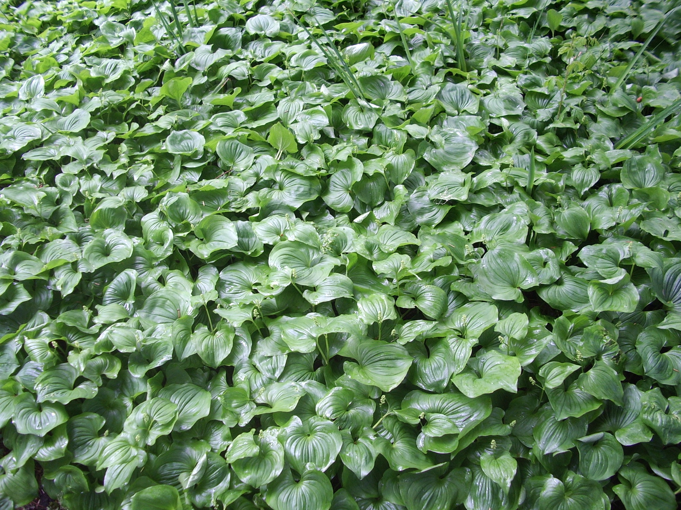 Arch Rock groundcover