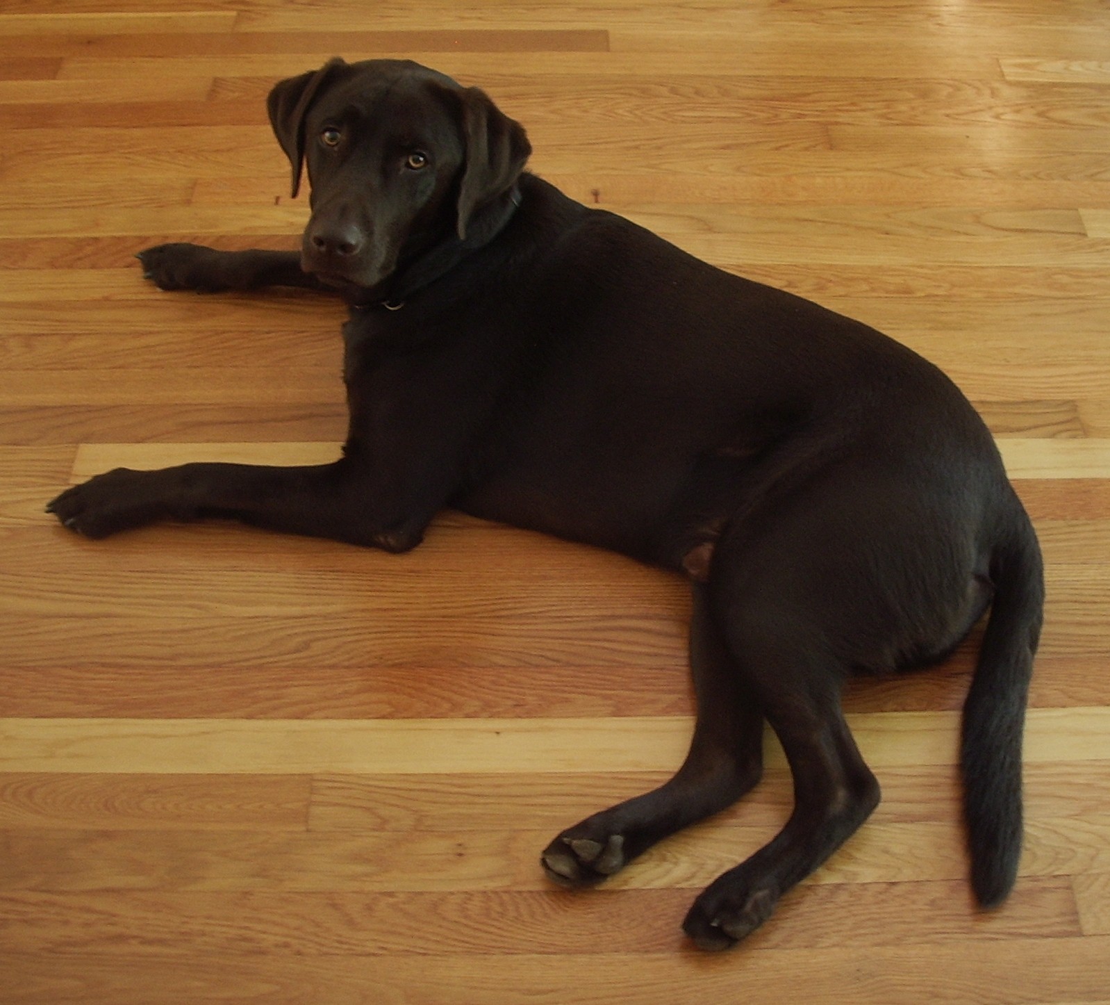 Ben - dog of David Hite