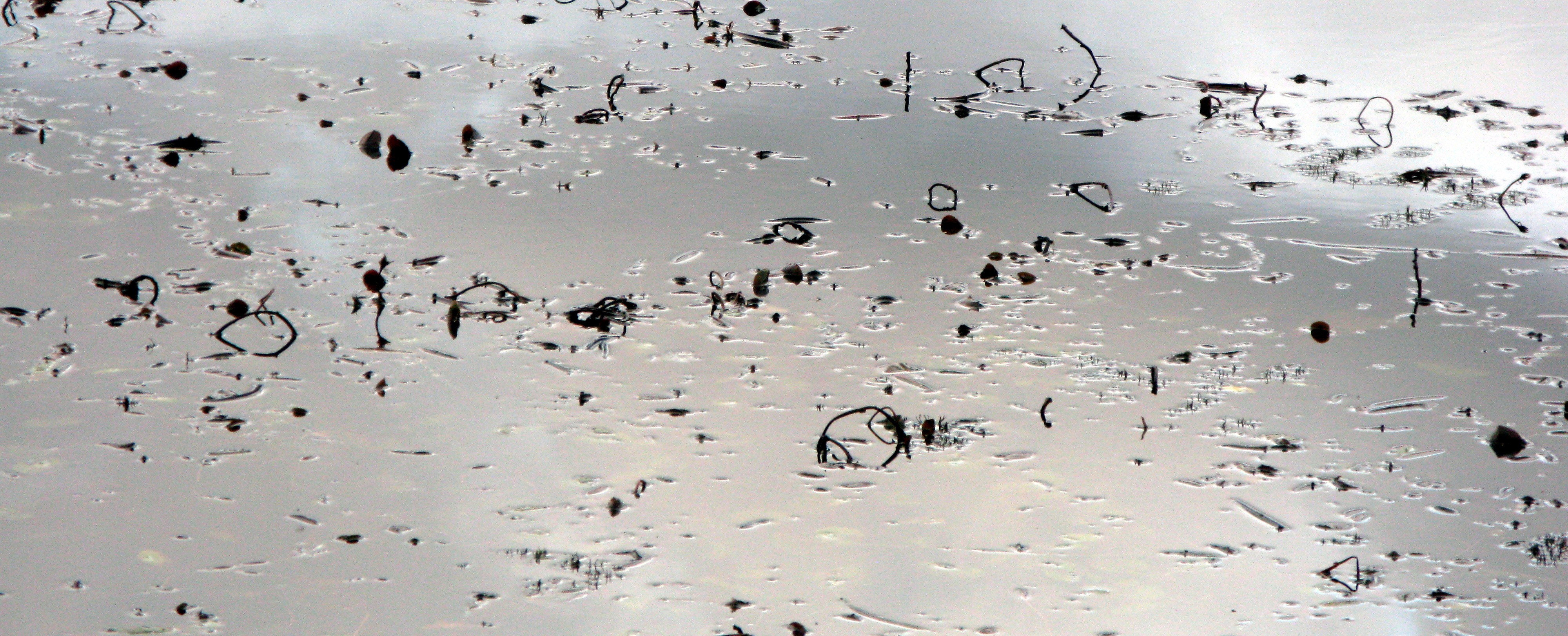 Borst Lake reflection