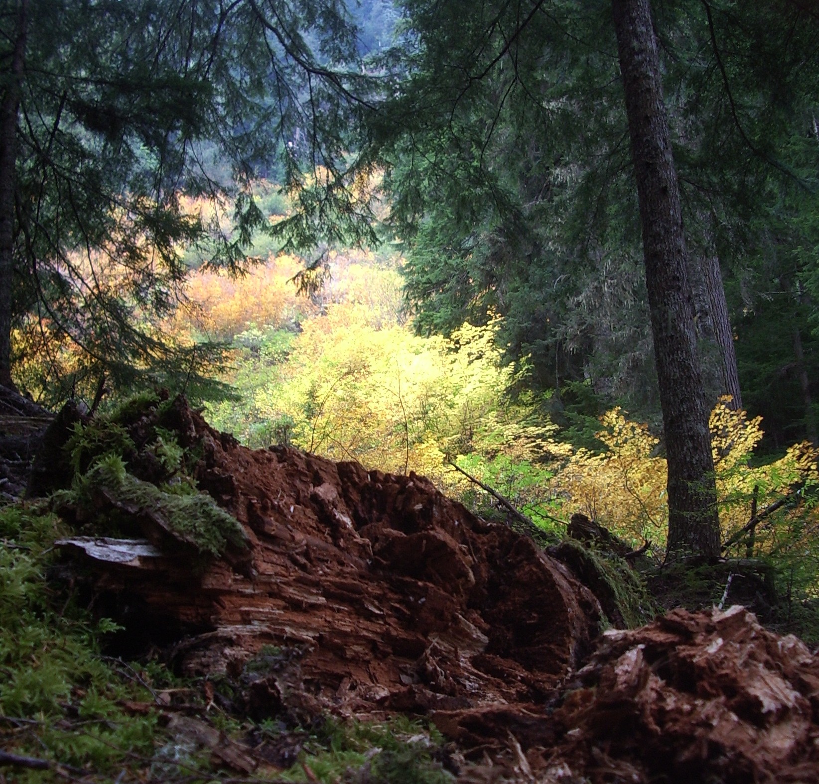 Carbon River Trail