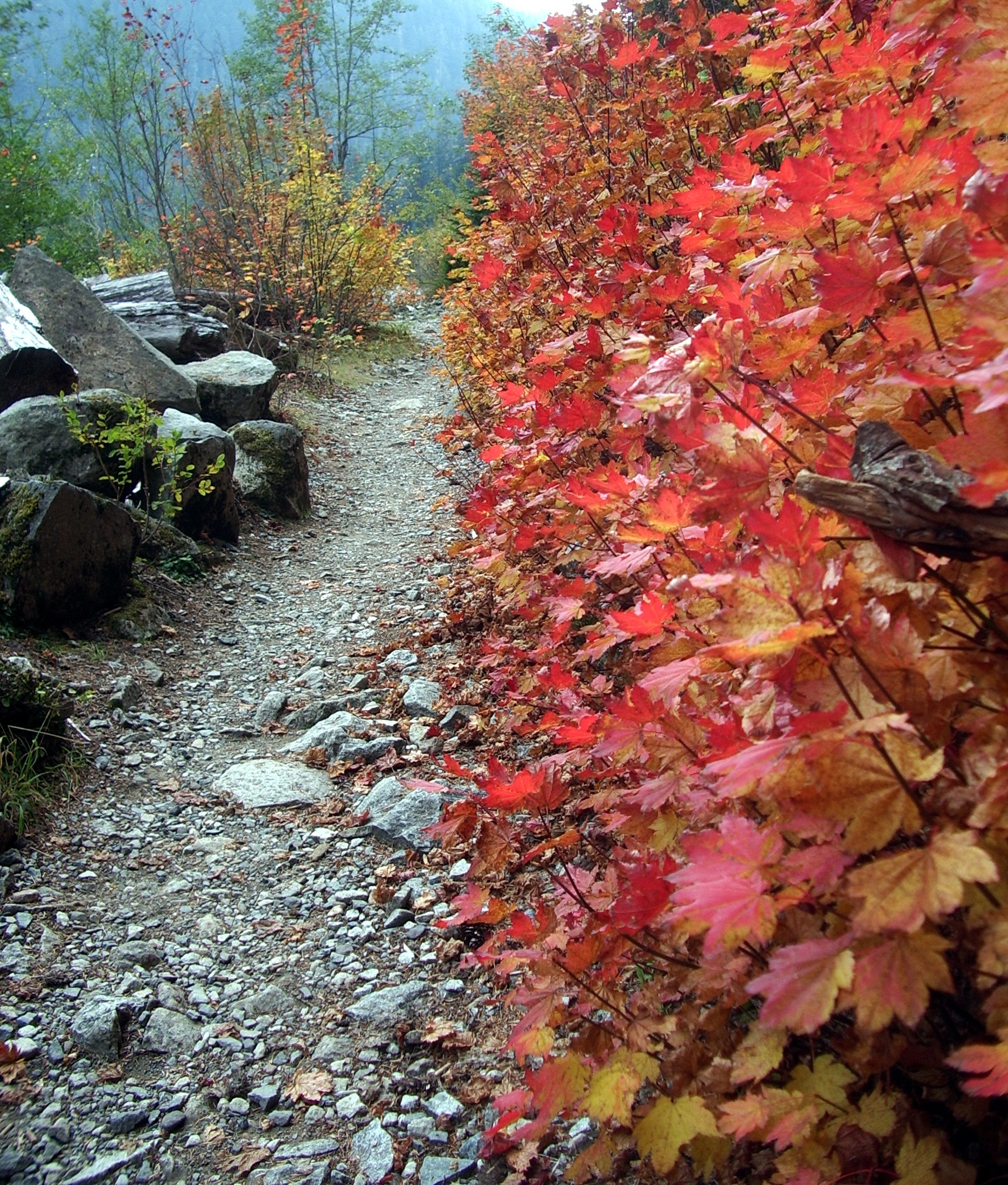 Carbon River Trail