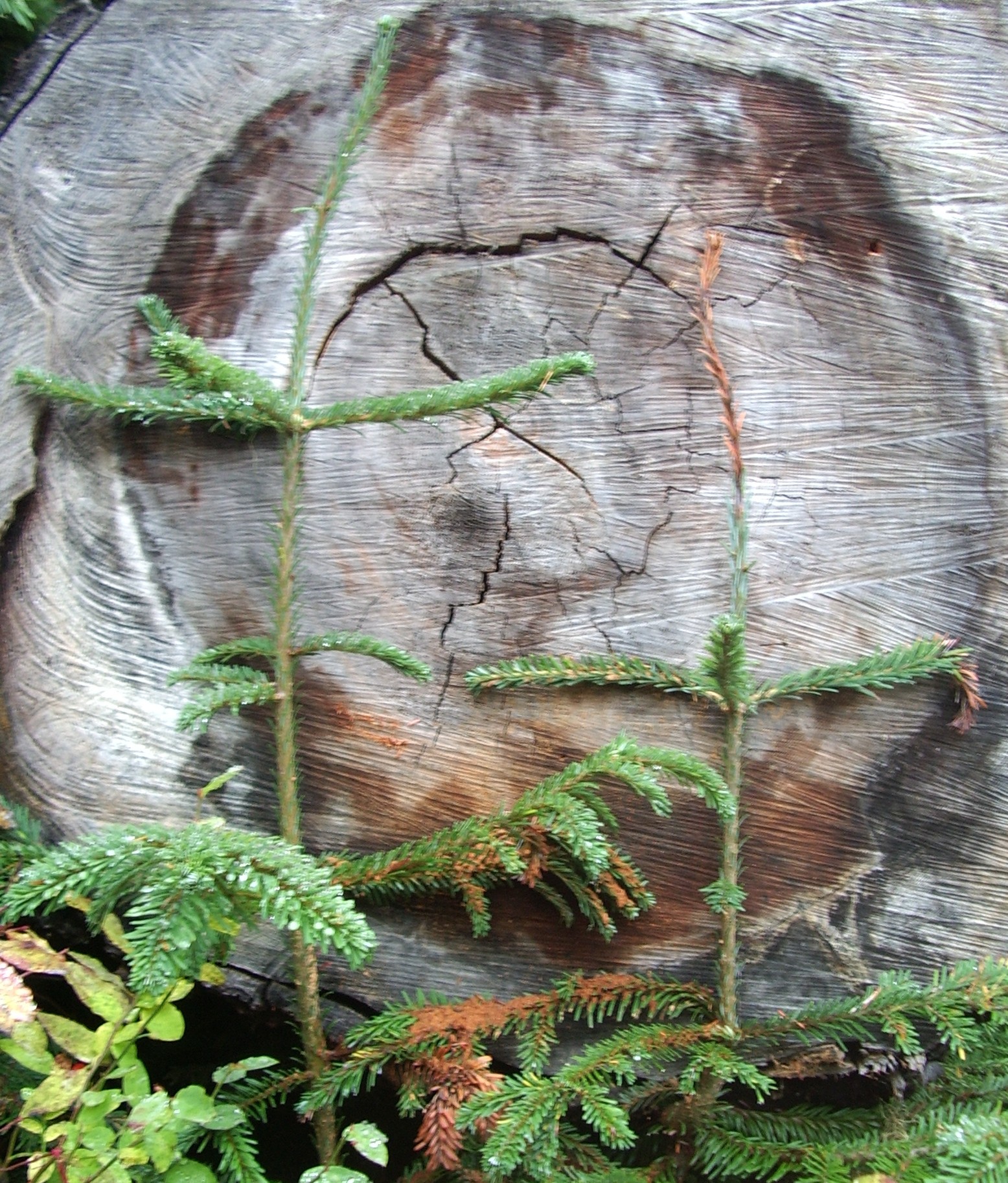 Carbon River Trail