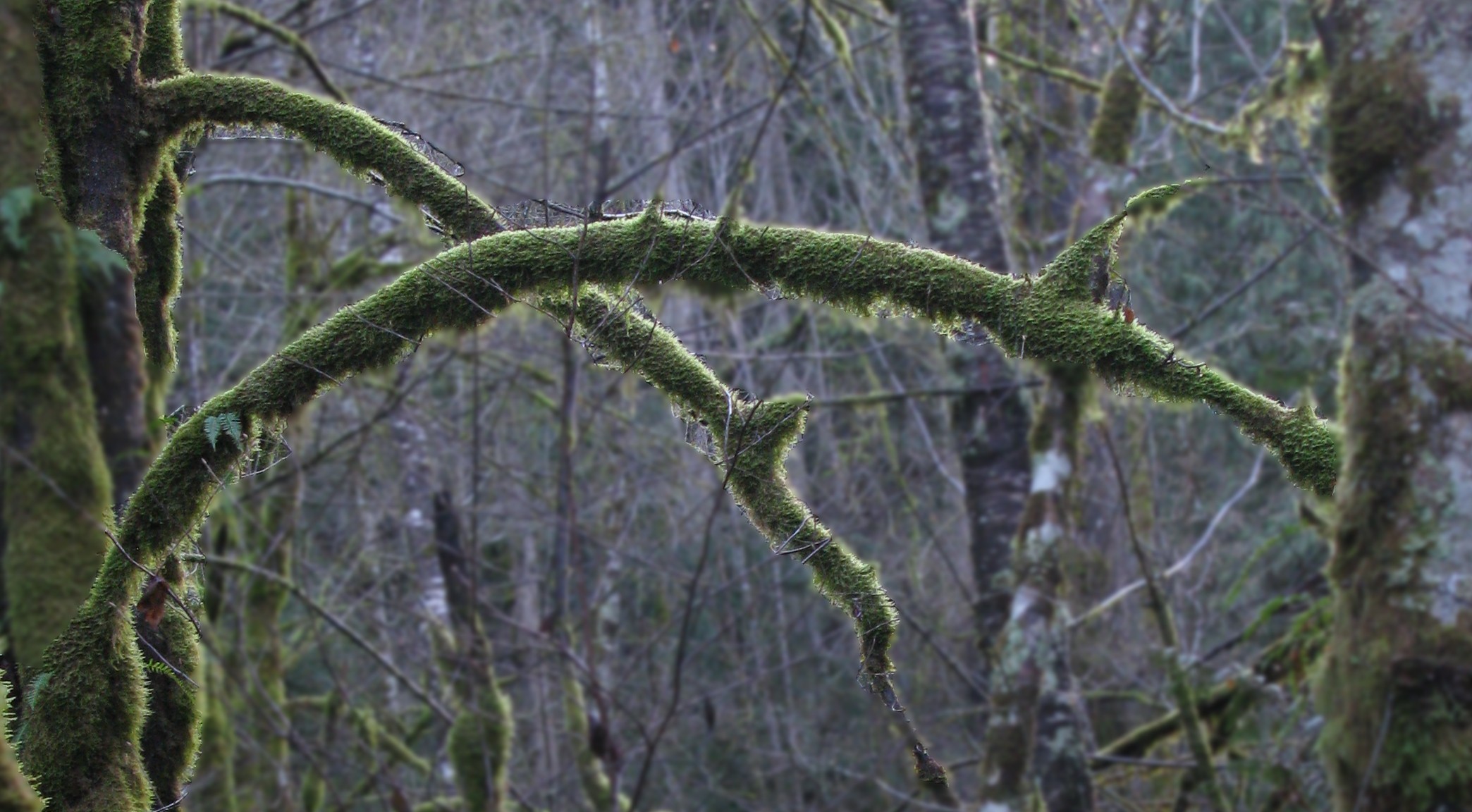 Cedar Creek Park moss