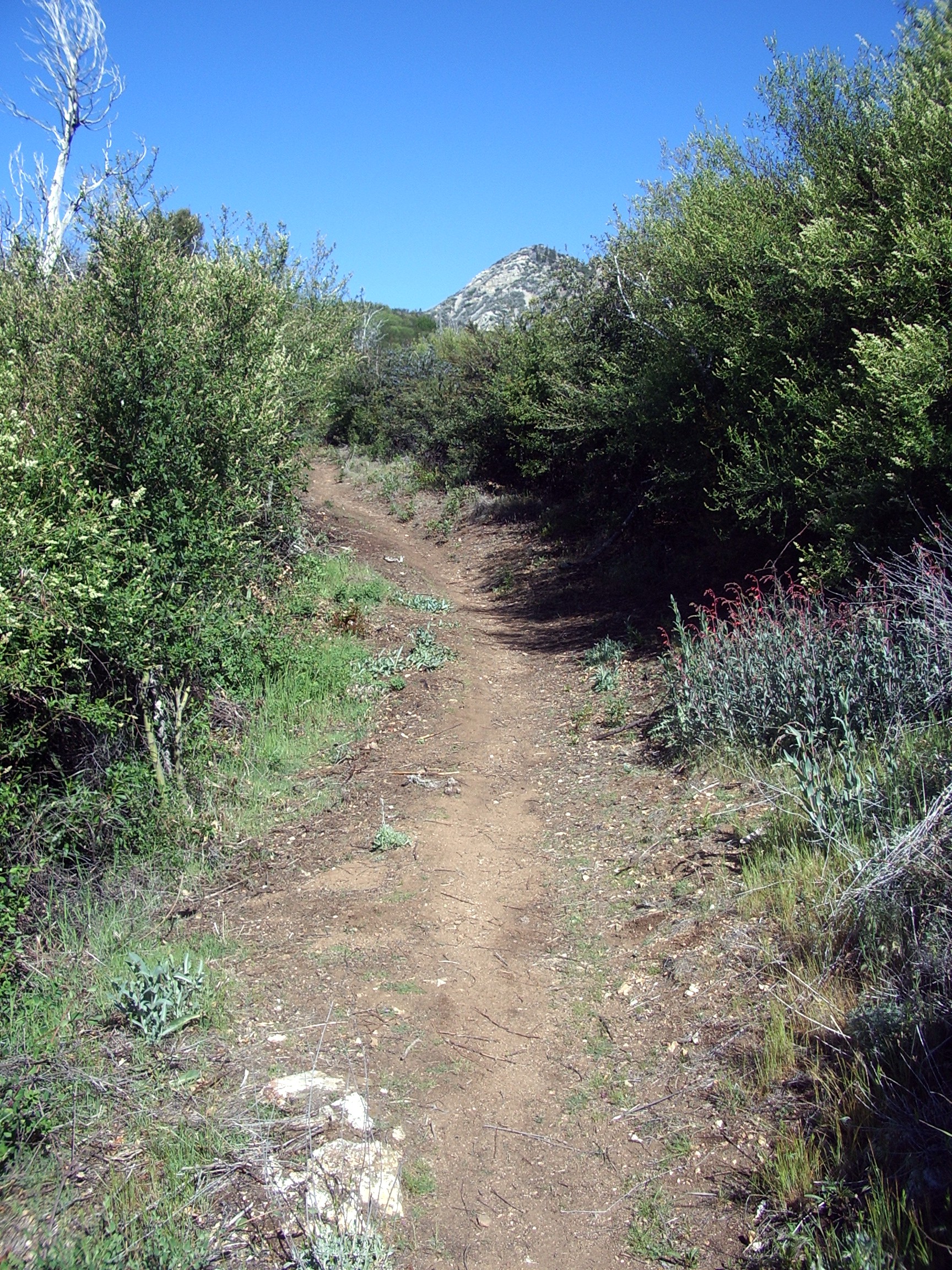 Cone Peak lookout trail