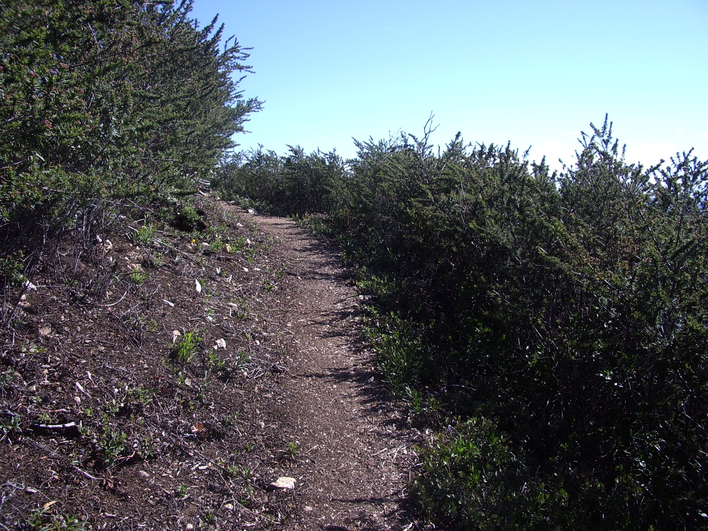 Cone Peak lookout trail